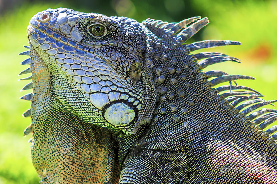 Male green iguana Photograph by Eyal Aharon - Fine Art America