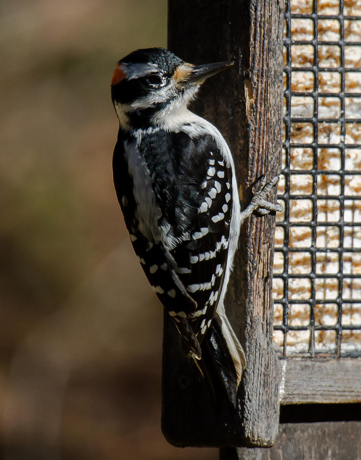 Male Hairy Woodpecker #1 Photograph by Robert L Jackson