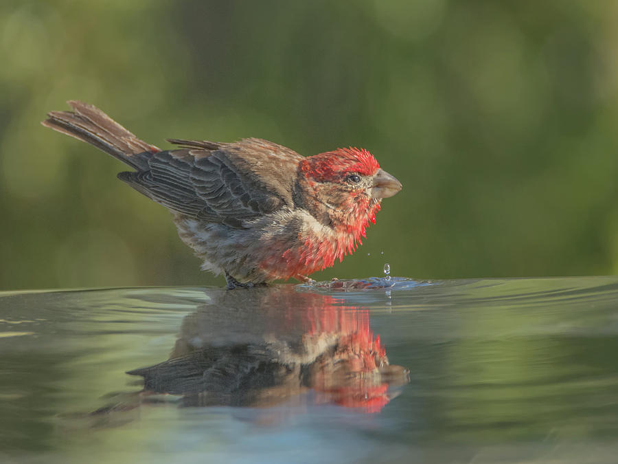 Male House Finch 3028 #1 Photograph by Tam Ryan
