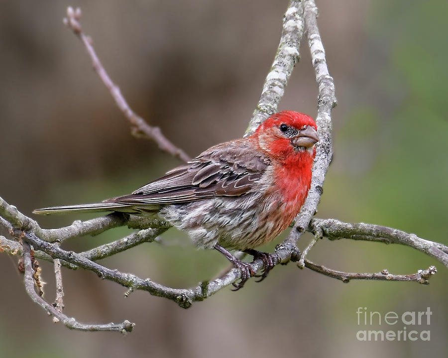 Male House Finch Photograph by Amy Porter