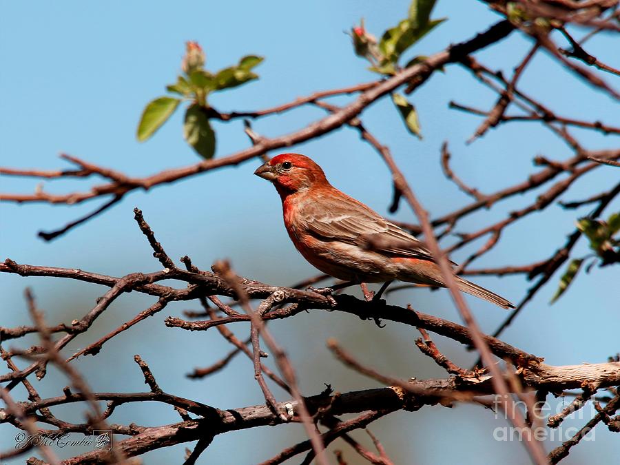 Male House Finch #4 Photograph by J McCombie