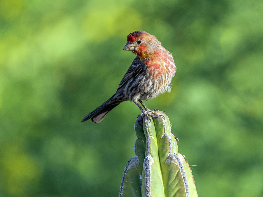Male House Finch #1 Photograph by Tam Ryan