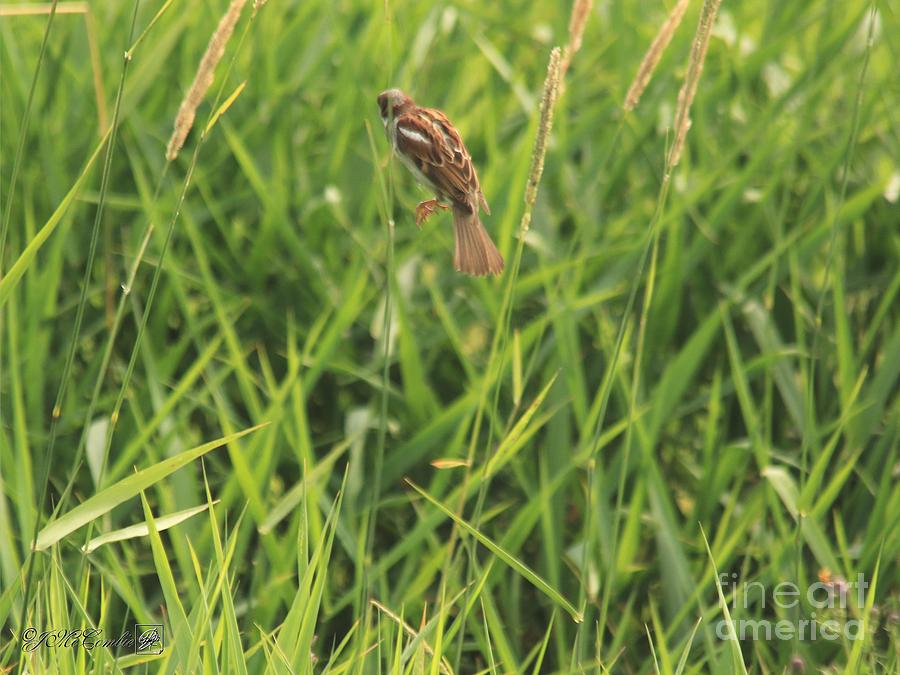 Male House Sparrow in Flight #2 Photograph by J McCombie