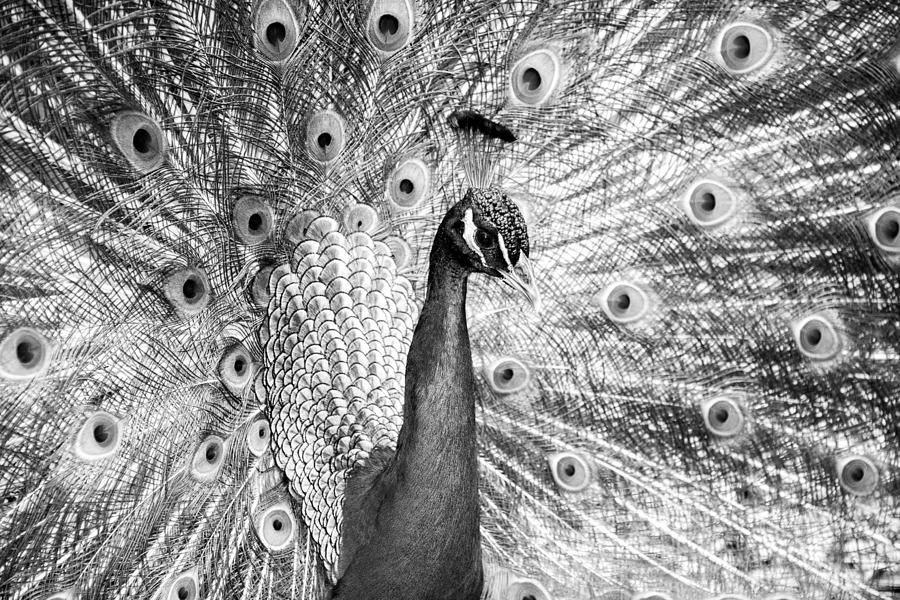 Male Indian Peacock-bw #1 Photograph by Joye Ardyn Durham