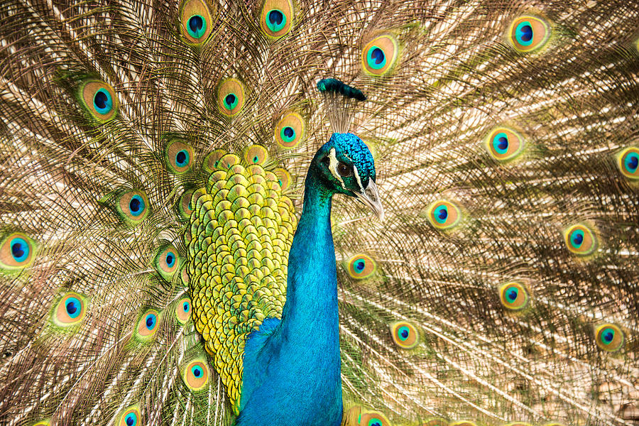 Male Indian Peacock #1 Photograph by Joye Ardyn Durham