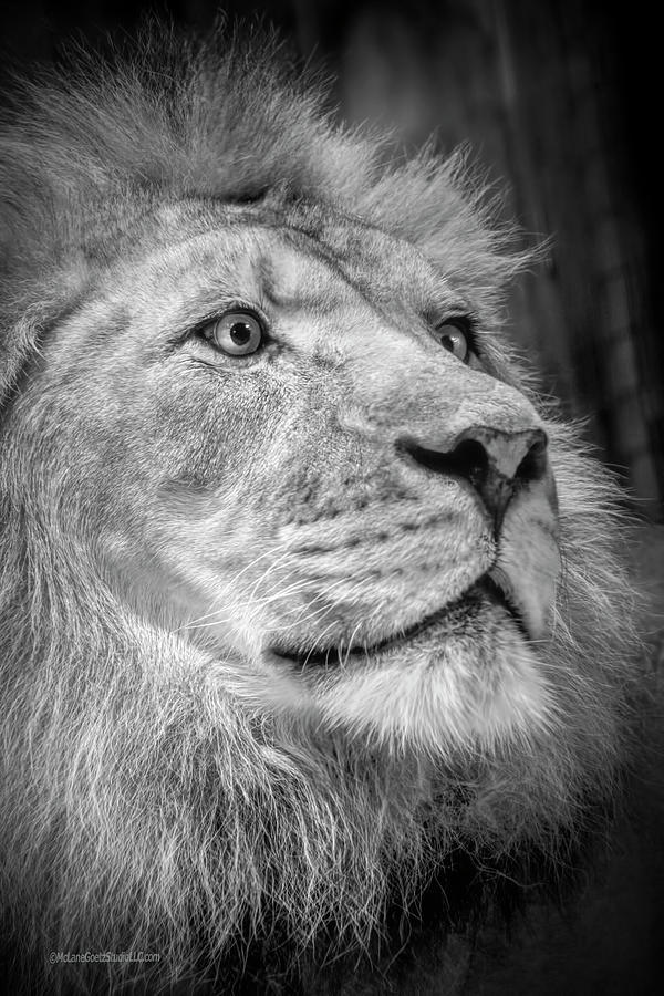 Animal Photograph - Male Lion #1 by LeeAnn McLaneGoetz McLaneGoetzStudioLLCcom