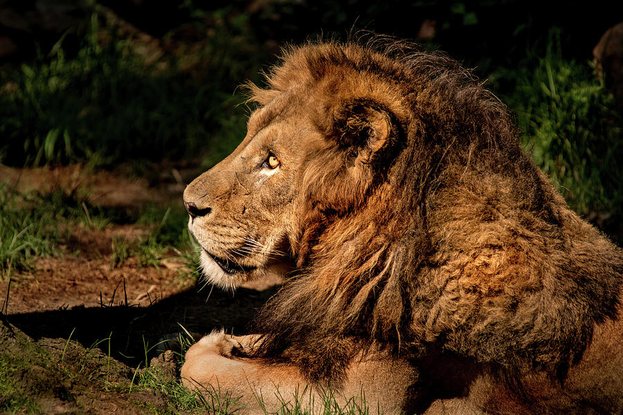 Male Lion-Profile #1 Photograph by Don Johnson