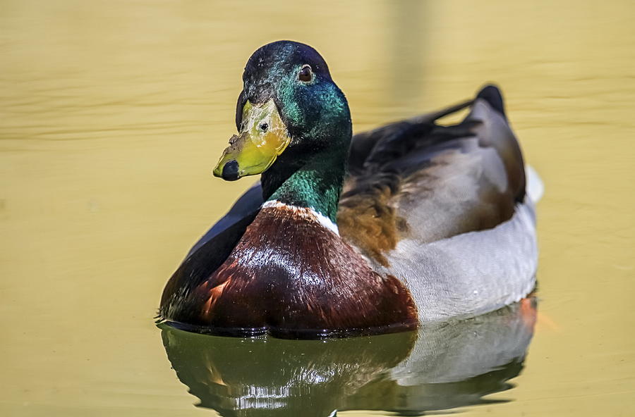 Male mallard duck floating on the water #1 Photograph by Elenarts - Elena Duvernay photo