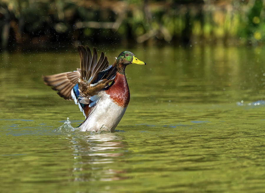 Male mallard duck shaking wings #1 Photograph by Elenarts - Elena Duvernay photo