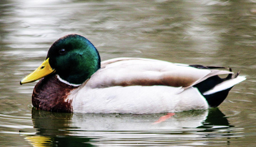 male-mallard-duck-photograph-by-william-e-rogers