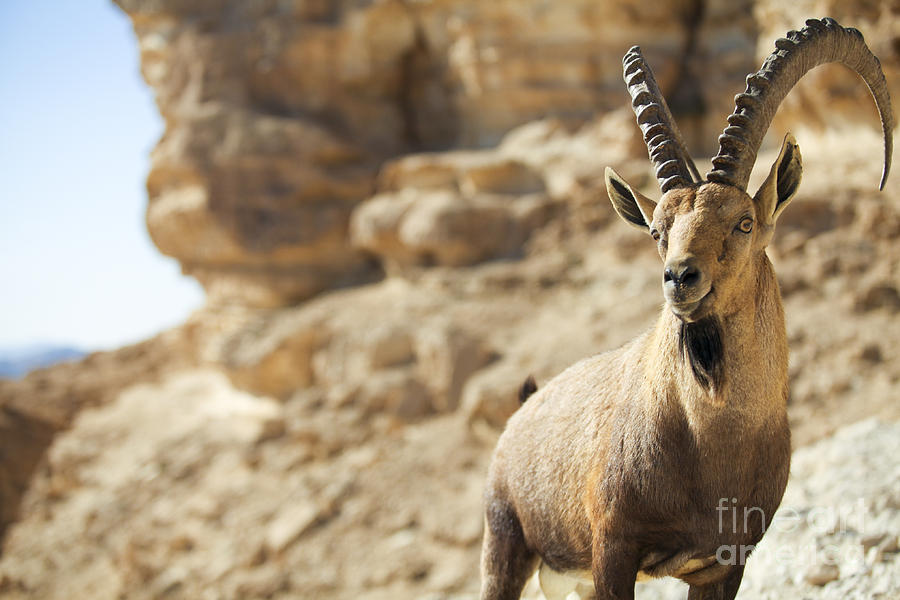 Male Nubian Ibex Capra ibex nubiana #1 Photograph by Gal Eitan