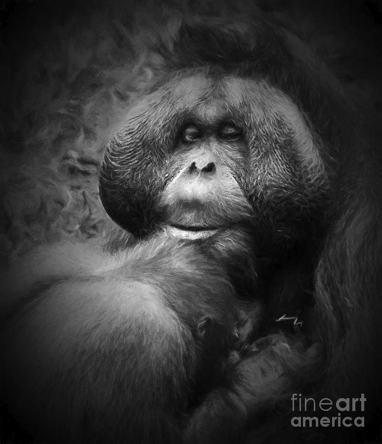 Black And White Photograph - Male orang utan #1 by Sheila Smart Fine Art Photography