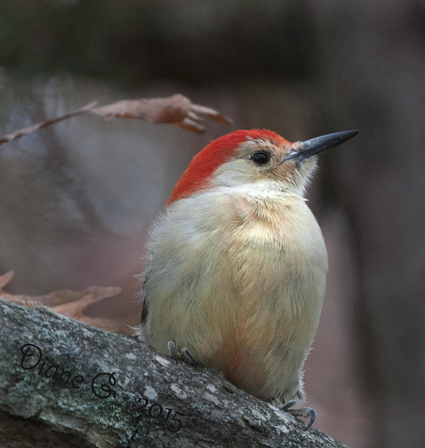 Male Red-bellied Woodpecker #1 Photograph by Diane Giurco