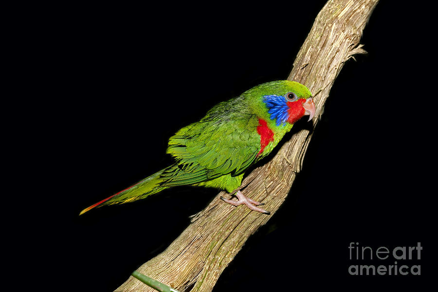 Male Red-flanked Lorikeet #1 Photograph by Gerard Lacz