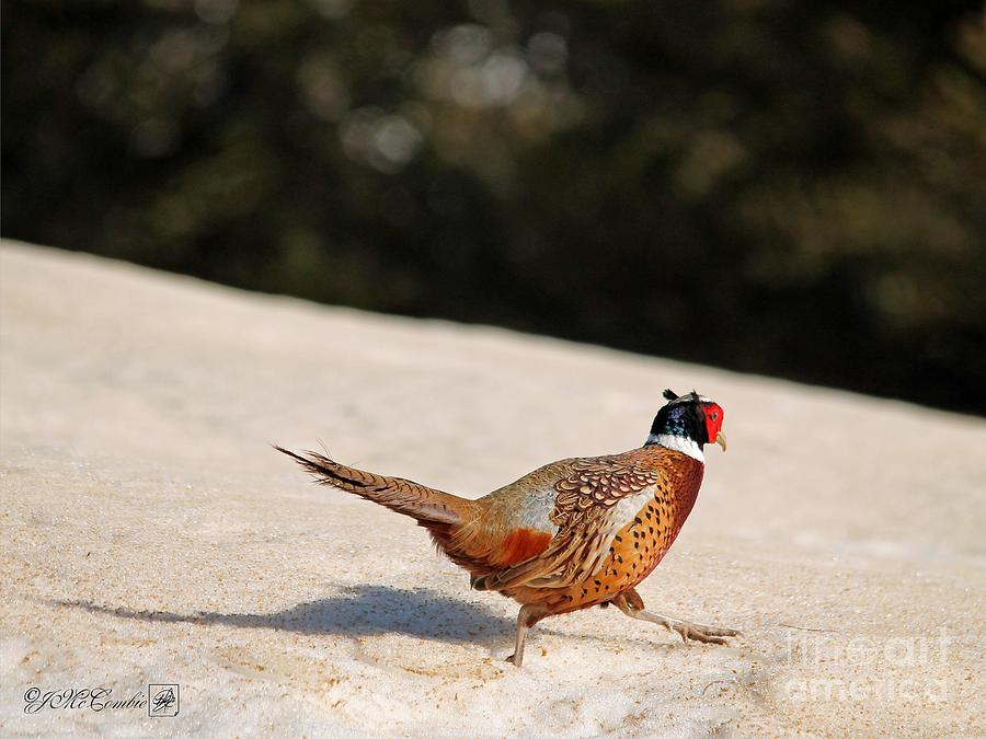 Male Ring-necked Pheasant #1 Photograph by J McCombie