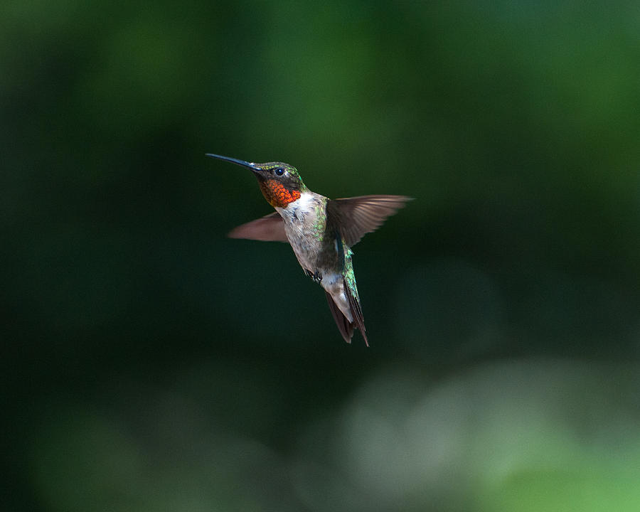 Nature Photograph - Male Ruby Throated Hummingbird #1 by Brenda Jacobs