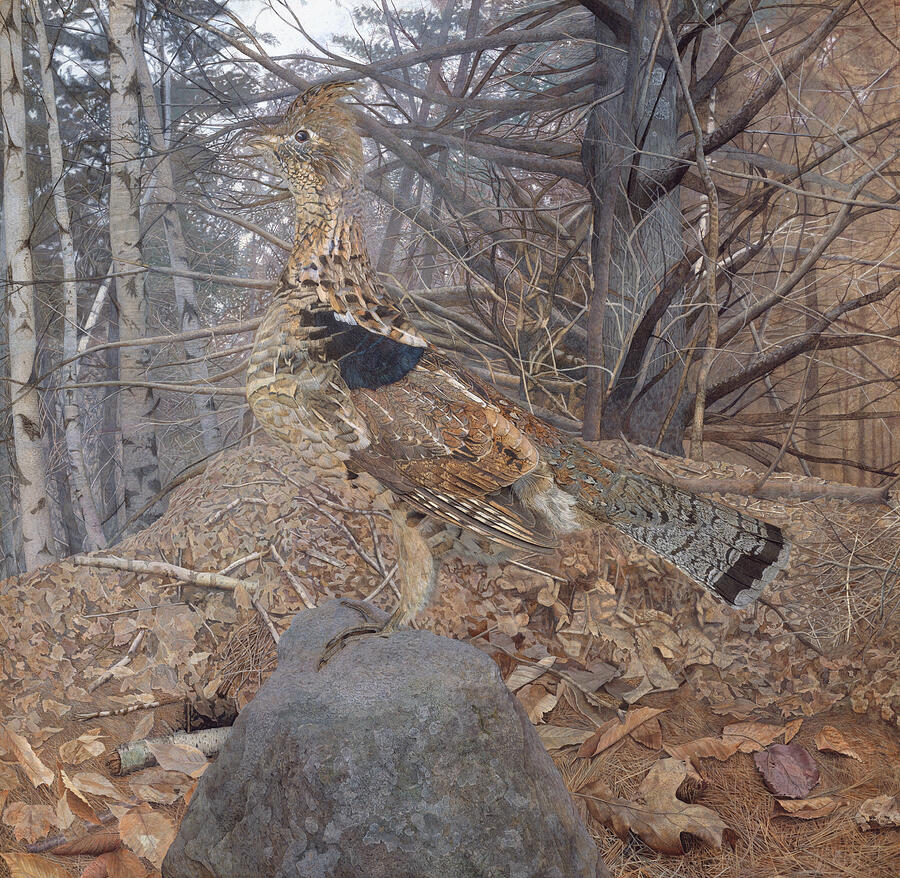 Male Ruffed Grouse in the Forest, from 1907-1908 Painting by Gerald Thayer