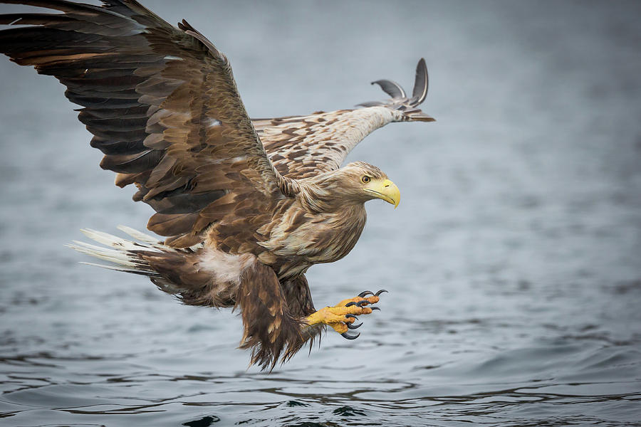 Male White-tailed Eagle #1 Photograph by Andy Astbury