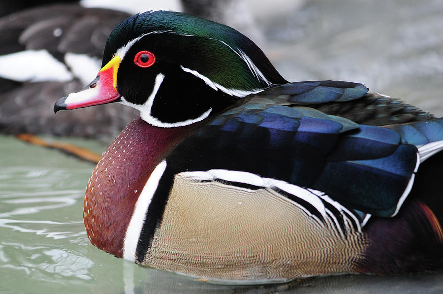 Male Wood Duck #1 Photograph by Mike Martin