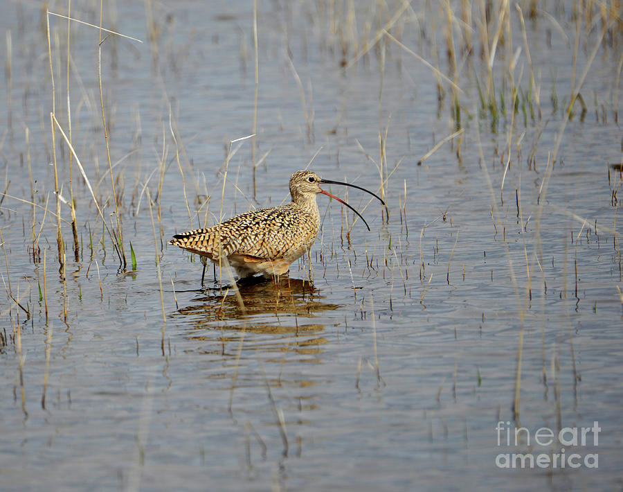 Malheur Curlew #1 Photograph by Denise Bruchman