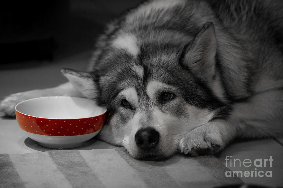 Animal Photograph - Malimute dog #1 by Sebastien Coell