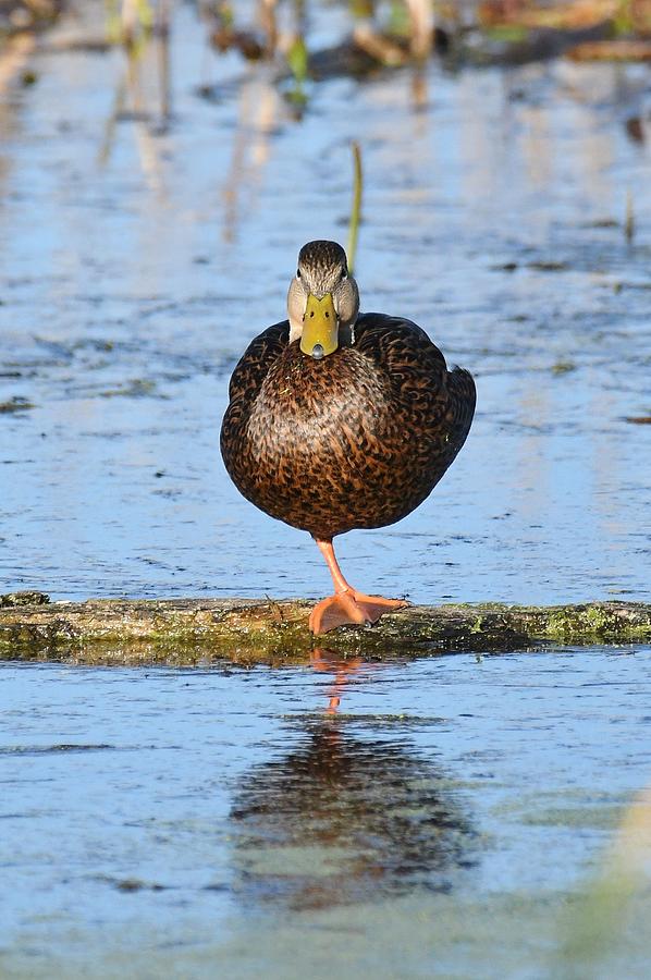 Mallard duck #1 Photograph by David Campione