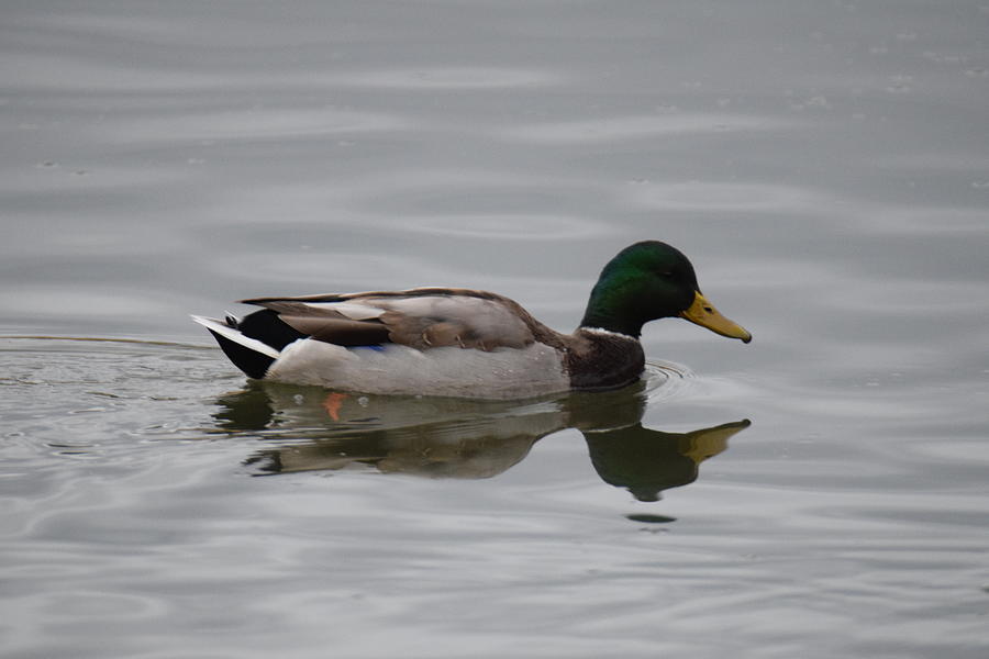 Mallard Duck Male #5 Photograph by Margarethe Binkley
