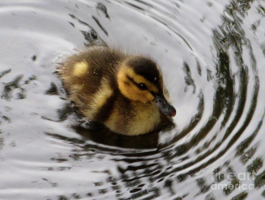 Mallard Duckling #1 Photograph by CAC Graphics
