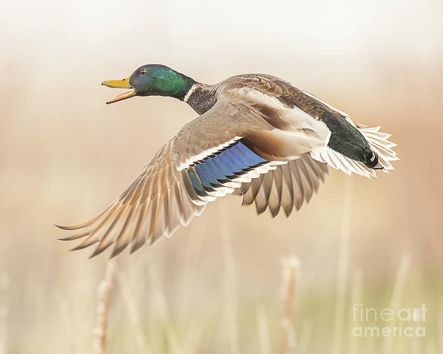 Duck Photograph - Mallard on the Wing #1 by Dennis Hammer