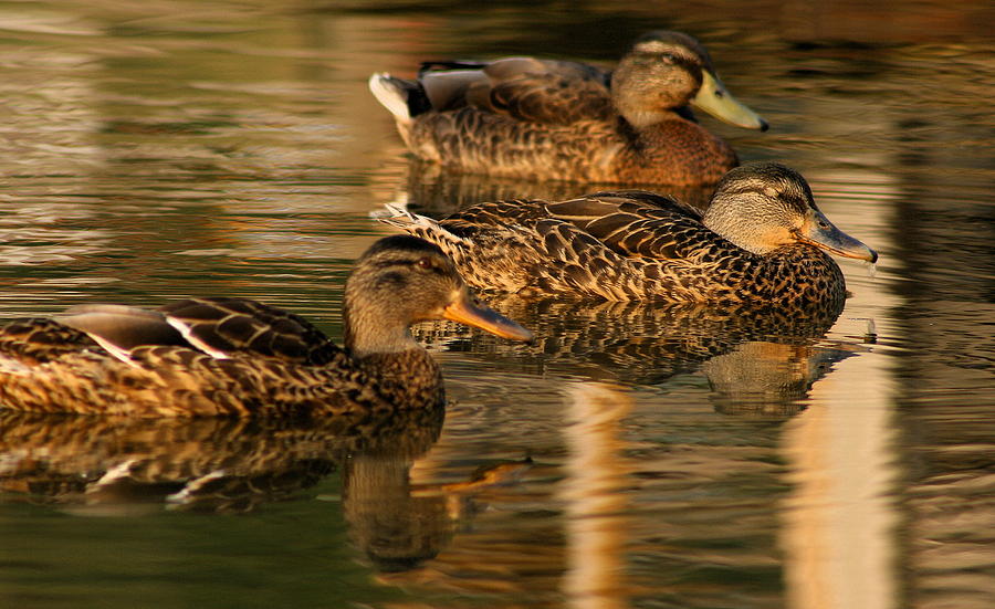 Mallards Swimming in the Water at Magic Hour Photograph by Angela Rath