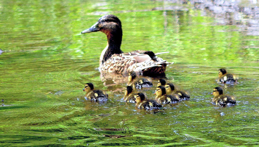 Mama And Ducklings Photograph