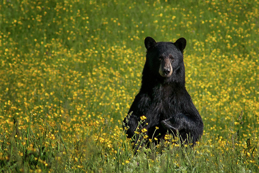 Mama Bear #1 Photograph by Darylann Leonard Photography