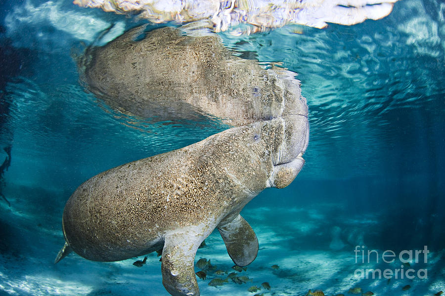 Manatee #1 Photograph by Dave Fleetham - Printscapes