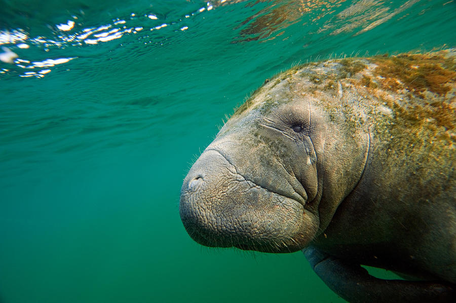 Manatee Or Sea Cow Photograph By David Courtenay - Pixels