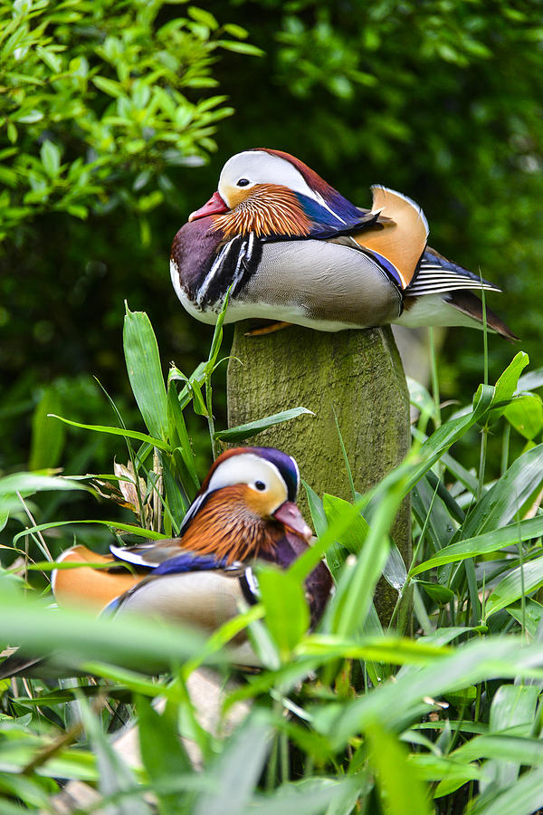 Mandarin Duck #3 Photograph by Bill Hosford