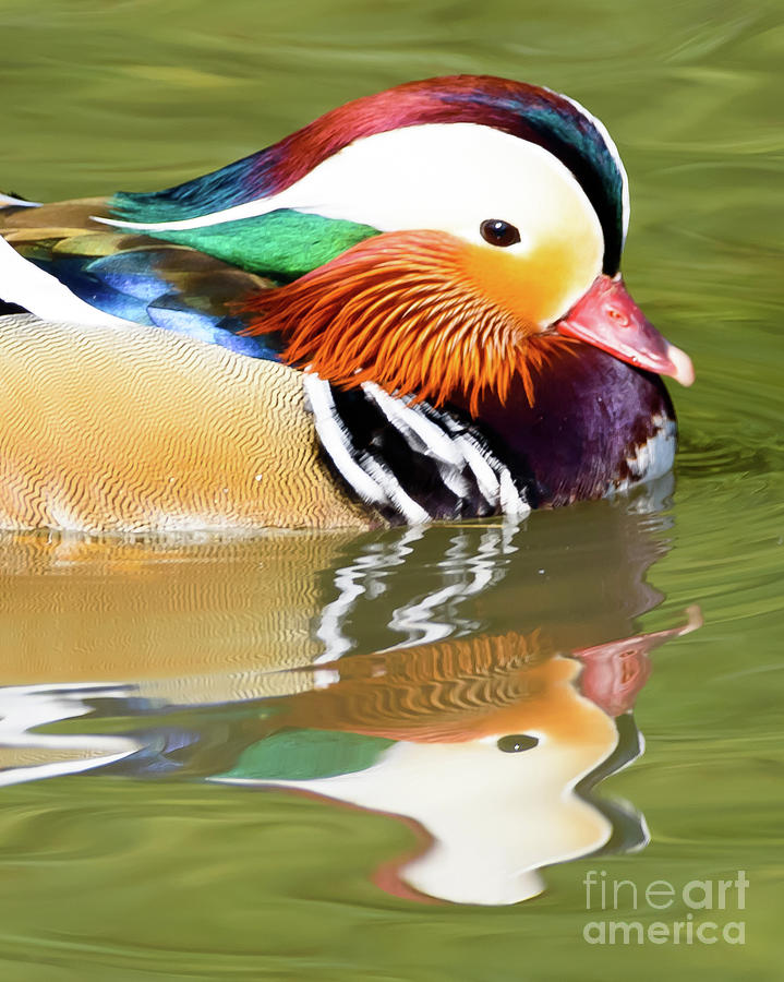 Mandarin Duck #1 Photograph by Colin Rayner