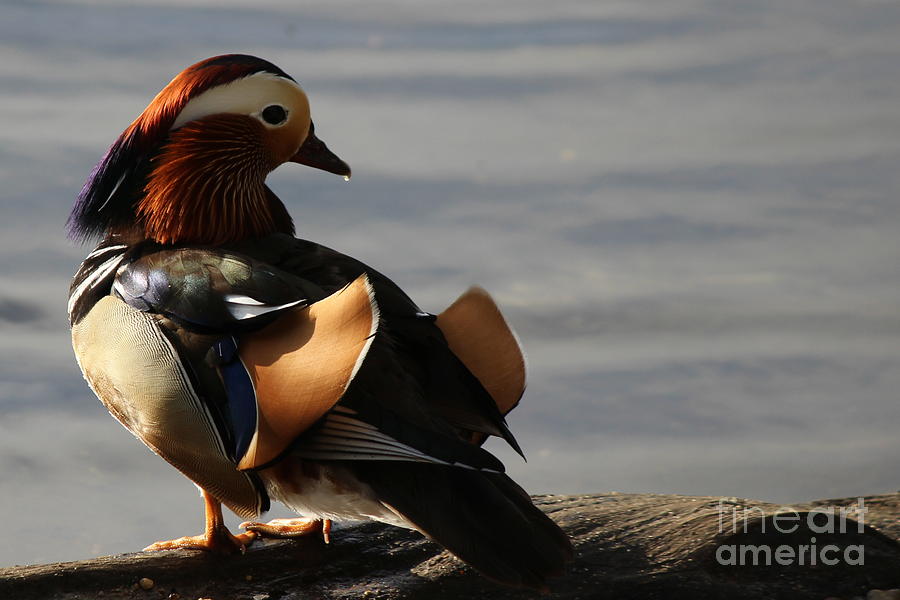 Mandarin Duck by Hanni Stoklosa Mandarin Duck by Hanni Stoklosa