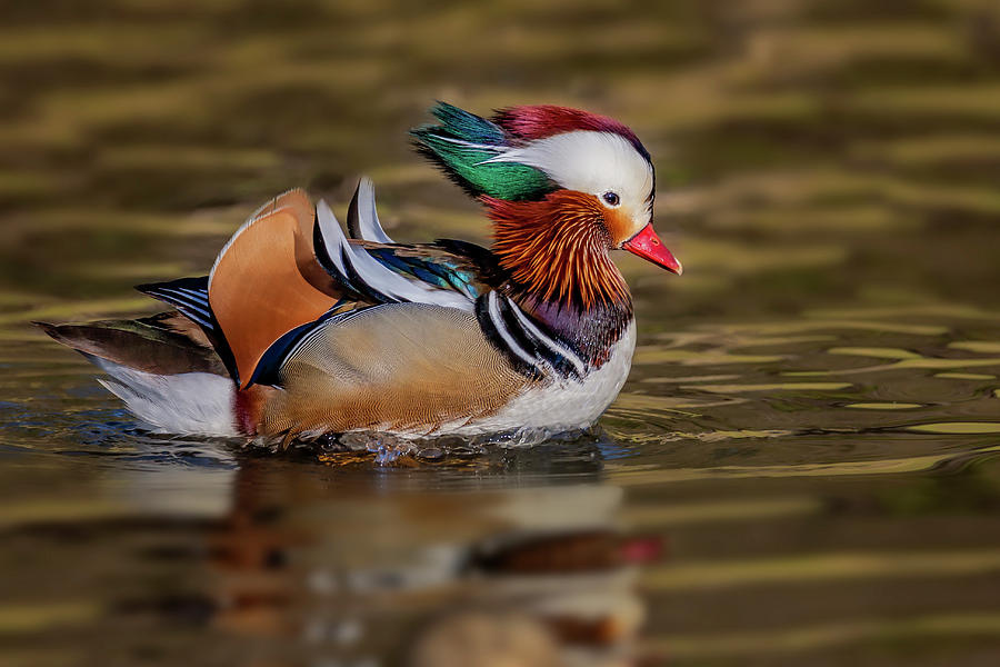 Mandarin Duck  #2 Photograph by Susan Candelario