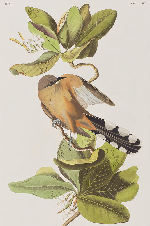 John James Audubon Painting - Mangrove Cuckoo by John James Audubon