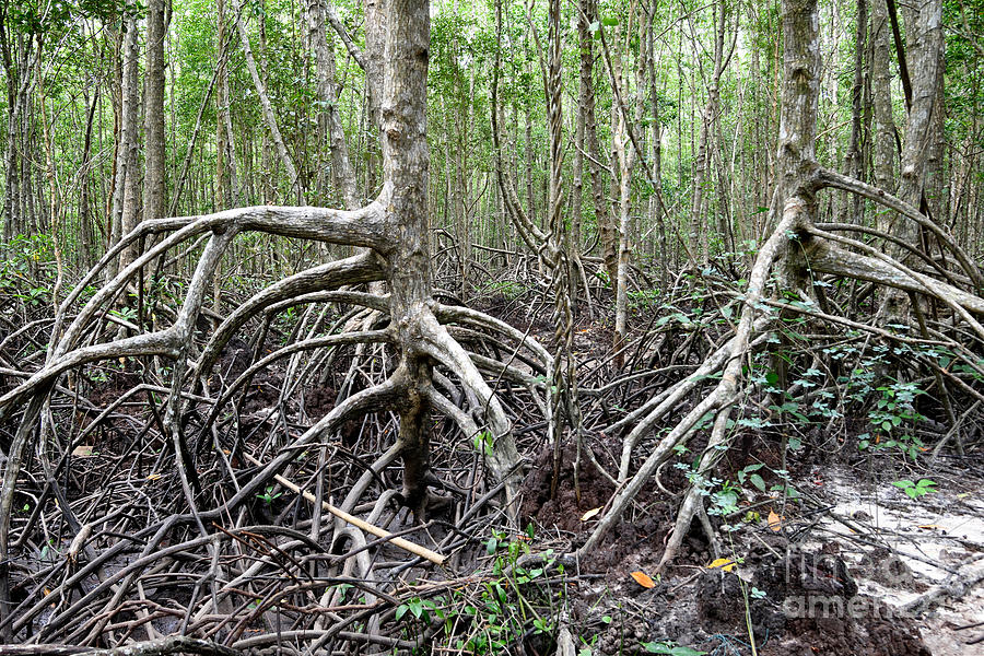 Mangrove Swamp #1 Photograph by Fletcher & Baylis
