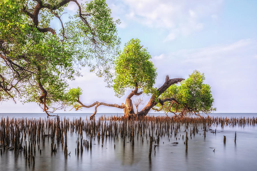 mangrove trees - Java #1 Photograph by Joana Kruse