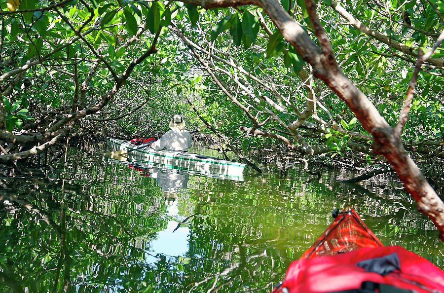 Mangrove Tunnel #1 Photograph by Sally Weigand