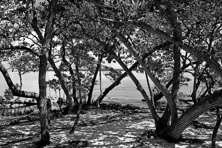 Mangroves on the Manatee River Bradenton #1 Photograph by Chris Smith