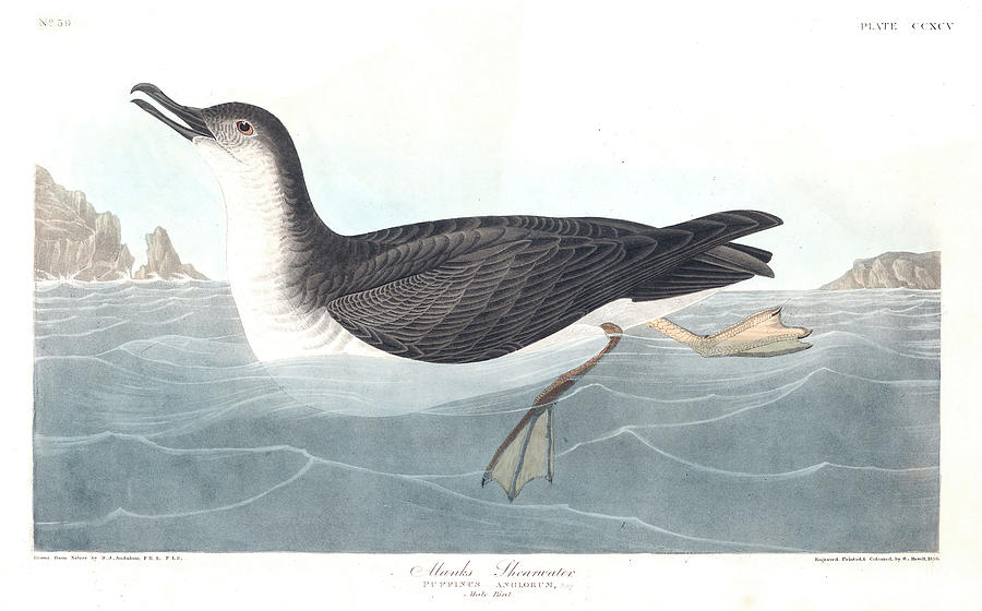 Manks Shearwater Painting by John James Audubon - Fine Art America