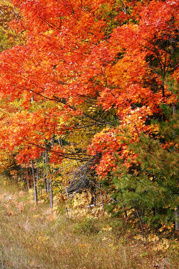 Maple Fire Photograph by Joni Strickfaden - Fine Art America