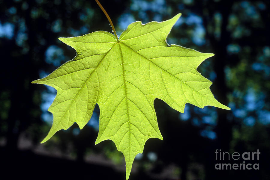Maple Leaf #1 Photograph by John Kaprielian