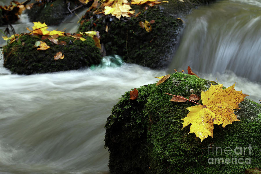 Maple leaf on boulder covered with moss #1 Photograph by Michal Boubin