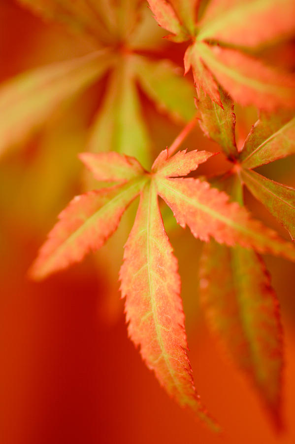 Maple Leaves #1 Photograph by Douglas Pulsipher