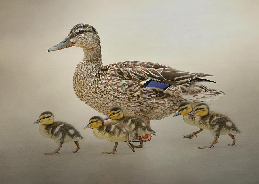 Nature Photograph - March Of The Ducklings #1 by Fraida Gutovich