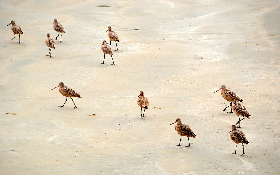 March of the Sandpipers Photograph by AJ Schibig